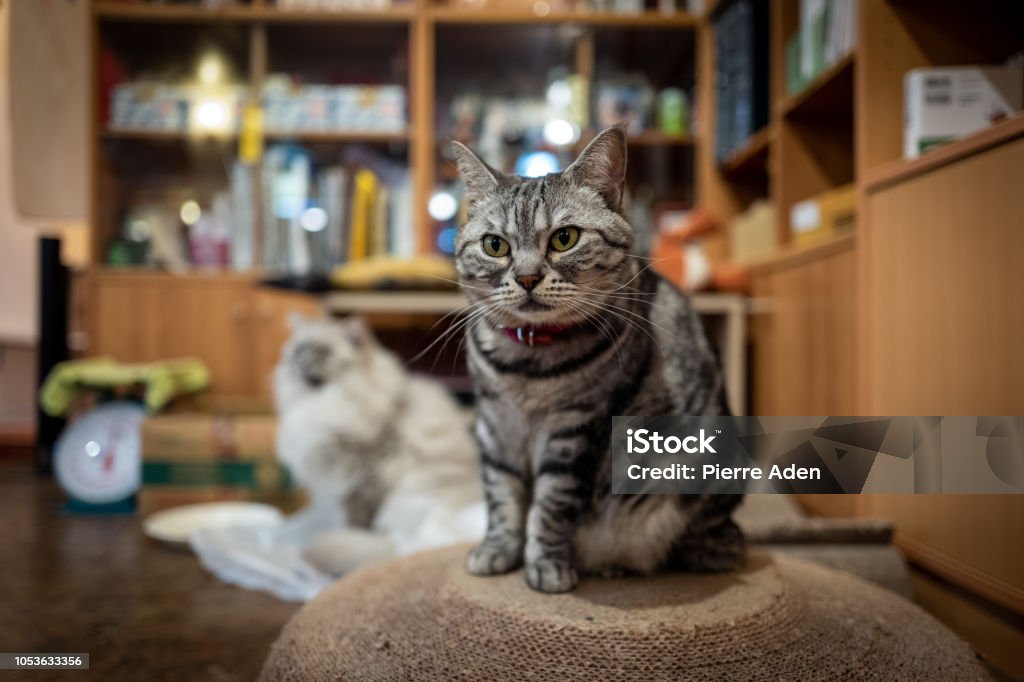 快速開發了1個台北101的Album小應用，主要是玩一下Netlify(免費的喔)的快速部署，超方便超好用的！